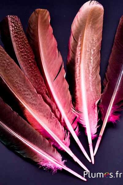 Paon violet - 30-35 cm - rose-brun-café 
